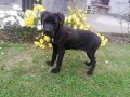 cane-corso-stenci-small-1