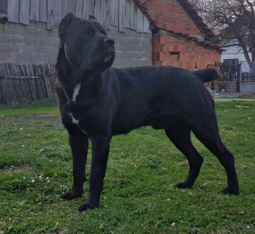 cane-corso-stenci-big-4