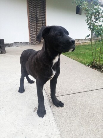 cane-corso-stenci-big-2