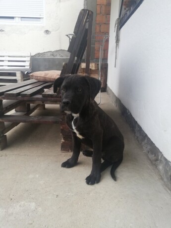 cane-corso-stenci-big-3