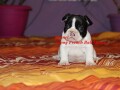 francuski-buldog-small-2