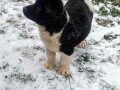 americka-akita-small-3