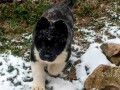 americka-akita-small-0