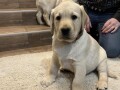 labrador-retriver-stenci-small-3