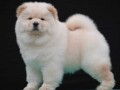 chow-chow-cau-cau-cau-cau-small-0