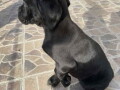 stenci-cane-corso-small-1