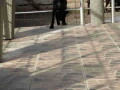 stenci-cane-corso-small-2