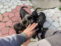 stenci-cane-corso-small-0