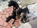 stenci-cane-corso-small-3