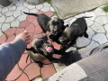 stenci-cane-corso-small-4