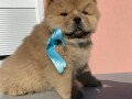 chow-chow-stenci-small-3