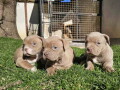 american-bully-exotic-stenci-u-small-3