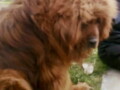 stenci-tibetskog-mastifa-odlicnog-porekla-rezervacija-small-1