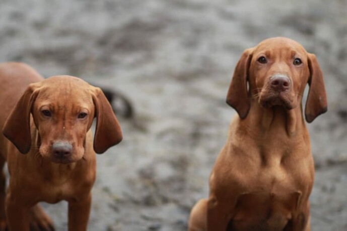 madjarska-vizla-kucici-big-1