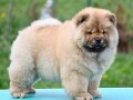 chow-chow-cau-cau-cau-cau-small-0