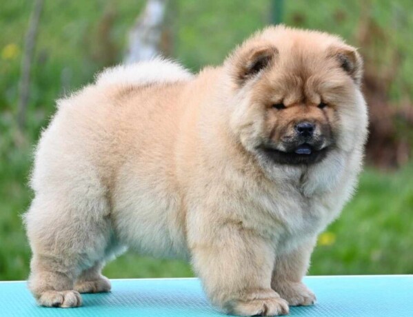 chow-chow-cau-cau-cau-cau-big-0