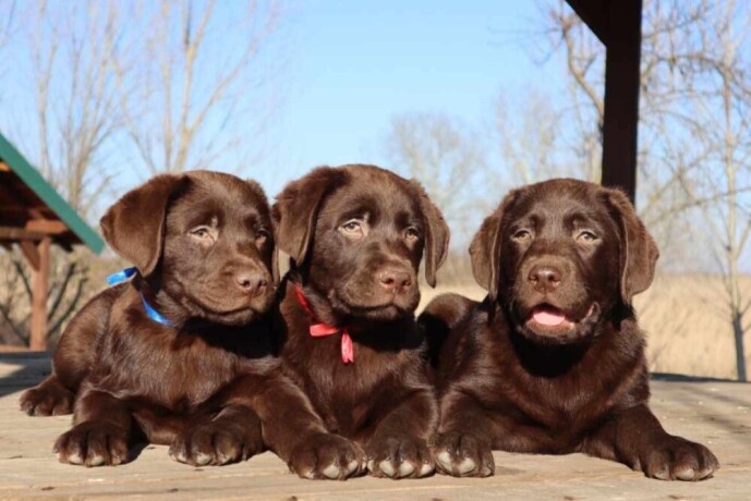 labrador-retriver-cokoladni-stenci-big-1