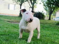standard-bull-terrier-stenci-na-prodaju-small-2