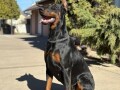 doberman-stenci-small-3