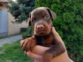 doberman-stenci-small-2