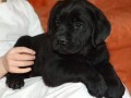 labrador-retriver-crni-stenci-small-2