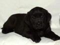 labrador-retriver-crni-stenci-small-3