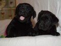 labrador-retriver-crni-stenci-small-1