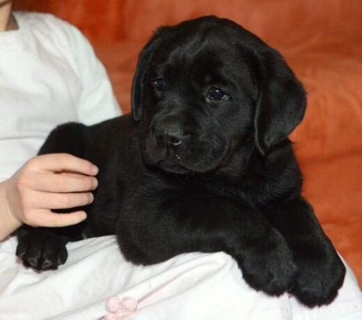 labrador-retriver-crni-stenci-big-2