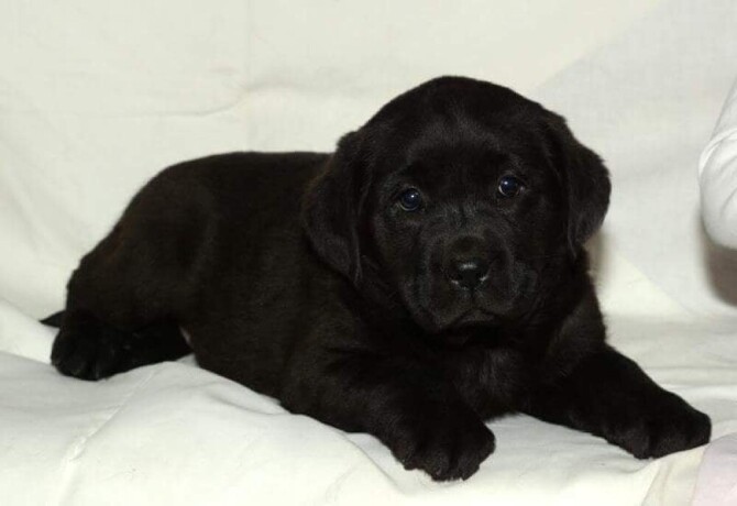 labrador-retriver-crni-stenci-big-3