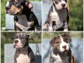 american-bully-klassic-standard-small-1