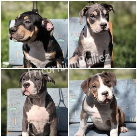 american-bully-klassic-standard-big-1