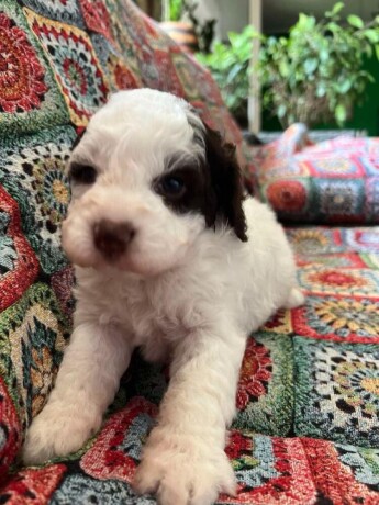 lagotto-romagnolo-stenci-big-3