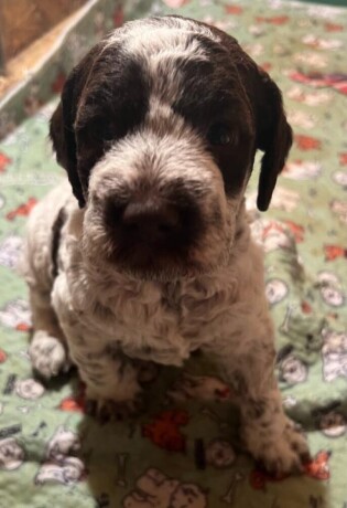 lagotto-romagnolo-stenci-big-0