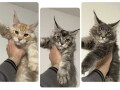 maine-coon-mejn-kun-macici-small-0