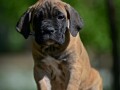 cane-corso-vrhunski-stenci-small-0