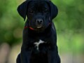 cane-corso-vrhunski-stenci-small-3