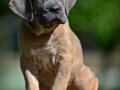 cane-corso-vrhunski-stenci-small-1