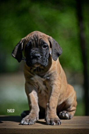 cane-corso-vrhunski-stenci-big-0