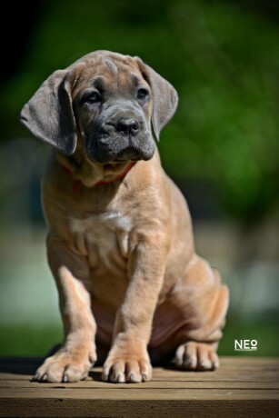 cane-corso-vrhunski-stenci-big-1