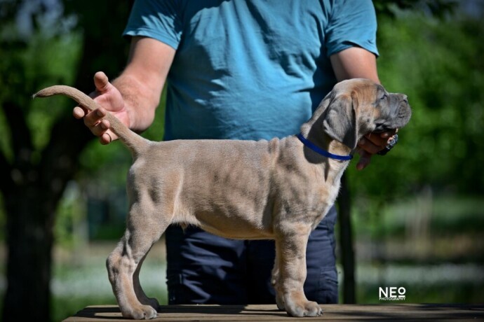 cane-corso-vrhunski-stenci-big-2