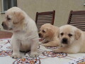 labrador-retriver-vrhunski-stenci-small-2