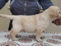 labrador-retriver-vrhunski-stenci-small-3