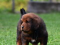 tibetski-mastiff-stenci-na-prodaju-small-1