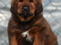 tibetski-mastiff-stenci-na-prodaju-small-3