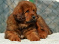 tibetski-mastiff-stenci-na-prodaju-small-2