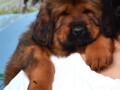 tibetski-mastiff-stenci-na-prodaju-small-4