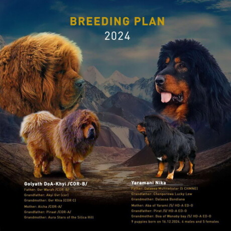 tibetski-mastiff-stenci-na-prodaju-big-0