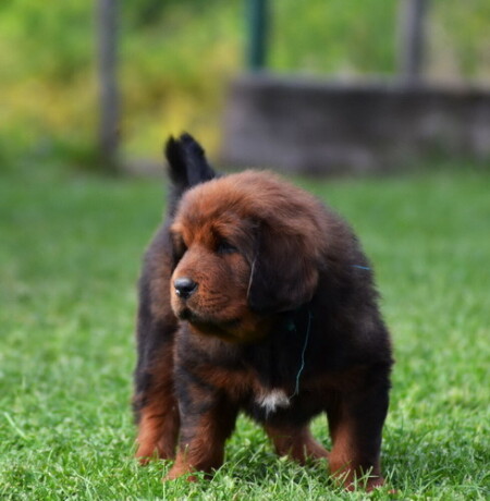 tibetski-mastiff-stenci-na-prodaju-big-1