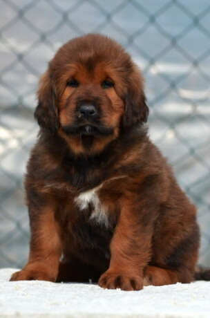 tibetski-mastiff-stenci-na-prodaju-big-3