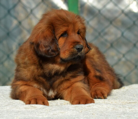 tibetski-mastiff-stenci-na-prodaju-big-2